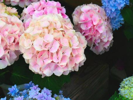 日本の花 日本の花 アジサイ,紫陽花,ガクアジサイの写真素材
