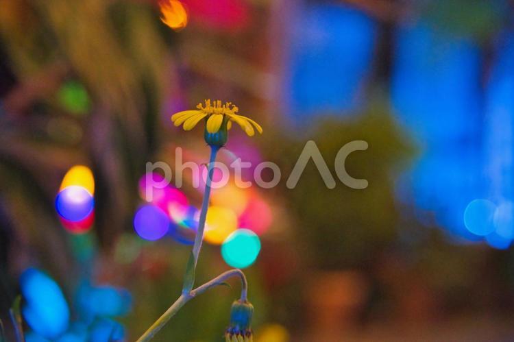 夜に咲く可憐な花とライトアップ 花,春,アメリカの写真素材