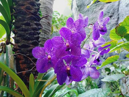 洋蘭の花の写真