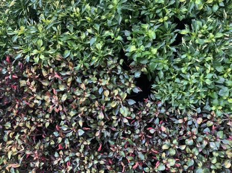 アキランサス 花 植物 アキランサス 花 植物の写真