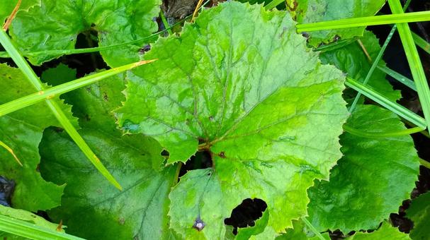 野生の蕗(ふき)の葉 野生の蕗(ふき)の葉 ふき,蕗,葉の写真素材