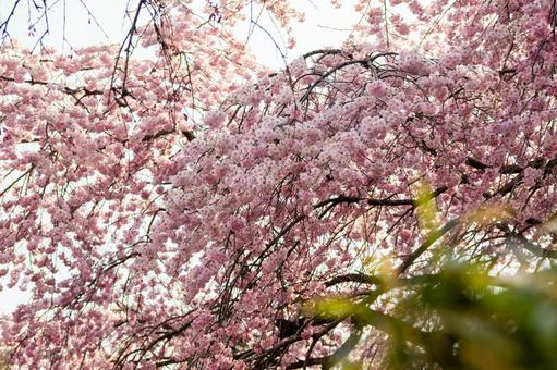 榴岡公園の桜(53) 榴岡公園の桜(53)の写真