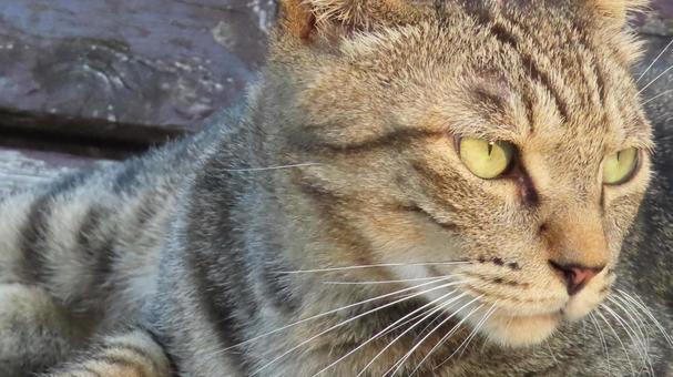 夕日を受けながらベンチで涼むもふもふな猫 夕日を受けながらベンチで涼むもふもふな猫の写真