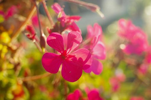 花3 花3の写真