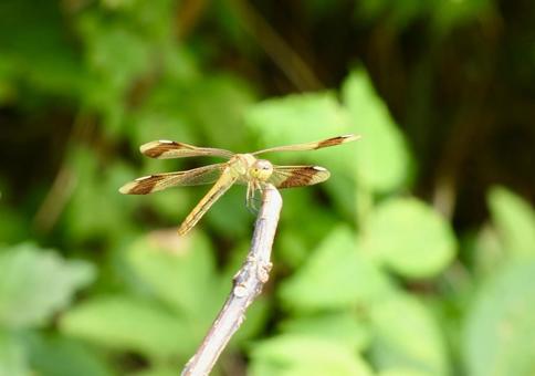 黄色のアキアカネの写真