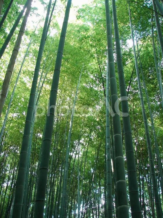 京都　嵐山　嵯峨野の竹林 竹,たけ,竹林の写真素材