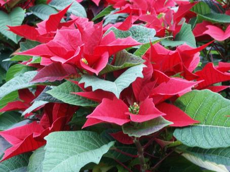 ポインセチア　咲く風景 ポインセチア,観葉植物,コントラストの写真素材