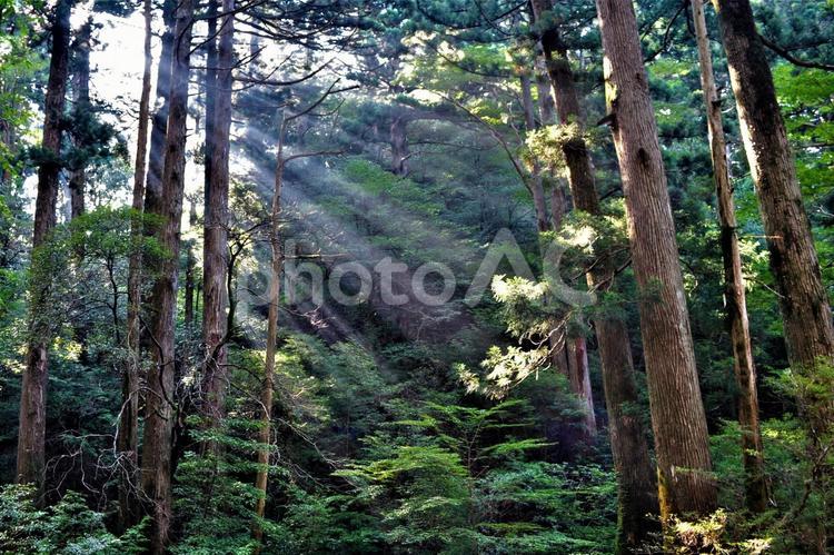屋久島 屋久島,木洩れ日,木漏れ日の写真素材