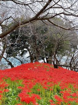 権現堂 彼岸花 権現堂 彼岸花の写真
