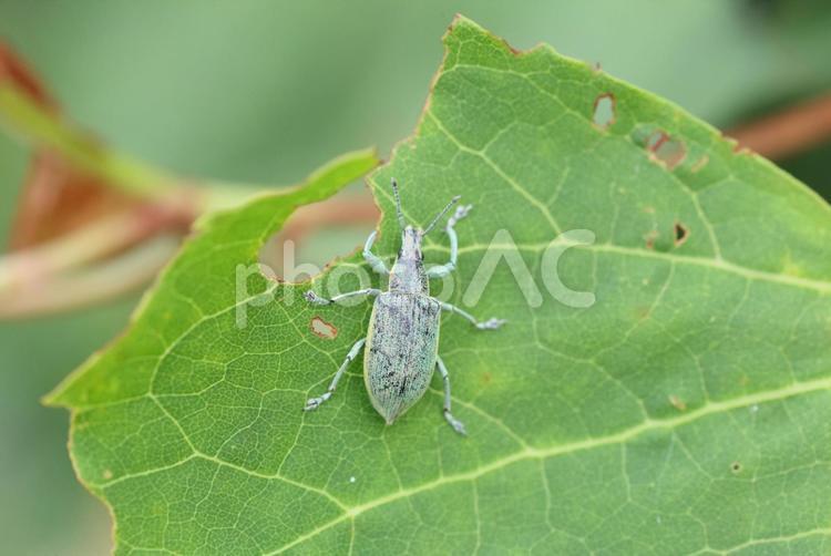 オオアオゾウムシ オオアオゾウムシ,昆虫,甲虫の写真素材