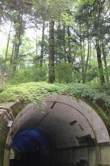 森のトンネル 森のトンネルの写真