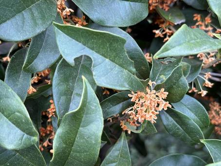 秋ですね。 秋,金木犀,秋の香りの写真素材