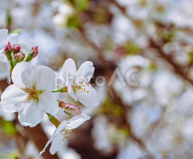 ソメイヨシノ桜ｰ2 ソメイヨシノ,さくら,桜の写真素材