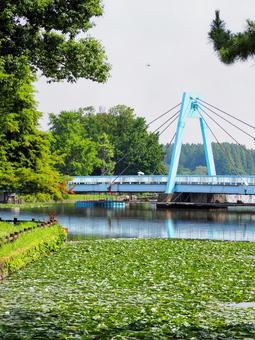 夏の水元公園・池の睡蓮&水元大橋・葛飾区 夏の水元公園・池の睡蓮&水元大橋・葛飾区 夏,水元公園,葛飾区の写真素材