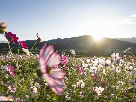 朝陽に染まるコスモスの原 コスモス,夜明け,朝日の写真素材