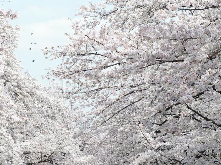 上野公園、満開の桜 桜,さくら,サクラの写真素材