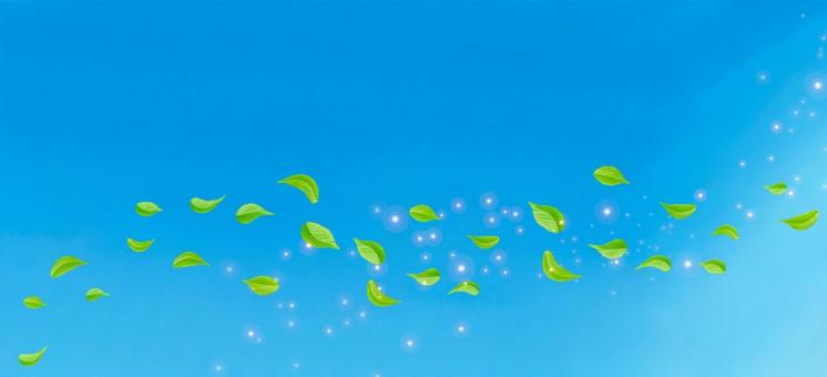 青空に舞う新緑の葉 青空,空,夏の写真素材
