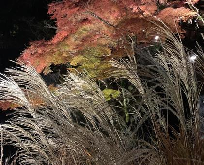 ススキともみじ ススキ,もみじ,紅葉の写真素材