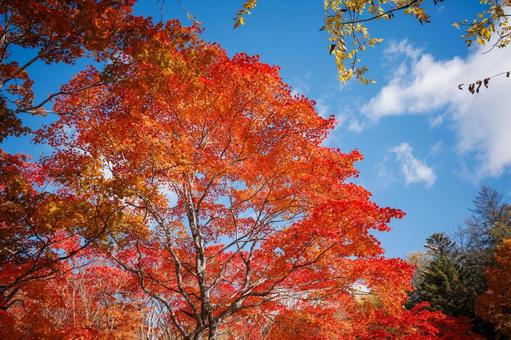 北海道の紅葉 北海道の紅葉の写真