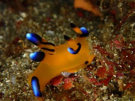 伊豆大島のウデフリツノザヤウミウシ ウデフリツノザヤウミウシ,ウミウシ,ピカチュウウミウシの写真素材