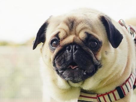 犬のポートレート 犬,パグ,小型犬の写真素材