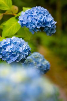 青い紫陽花 青い紫陽花の写真
