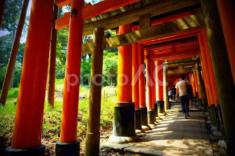 京都(伏見稲荷大社)_14 京都府,京都旅行,京都観光の写真素材