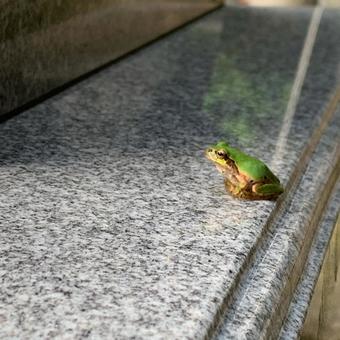 カエル カエルの写真