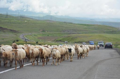 アルメニアの田舎道を歩く家畜の群れ ヒツジ,羊,家畜の写真素材