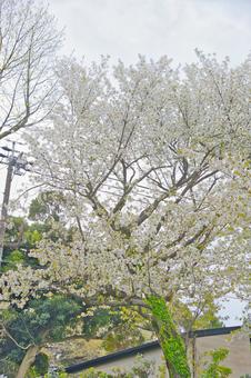 桜 桜の写真