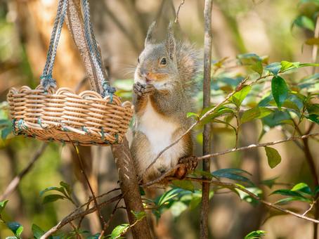 餌を食べるニホンリス 餌を食べるニホンリスの写真