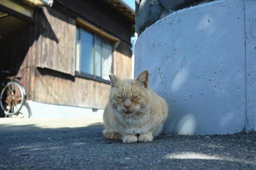 島猫 猫,可愛い猫,出会いの写真素材