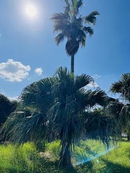 ヤシの木 木,海辺にある木,大きな木の写真素材