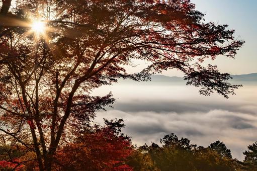 紅葉 紅葉,秋,京都の写真素材