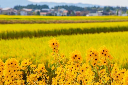 収穫期の水田の写真