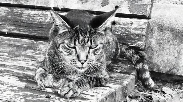 夕涼みが日課のもふもふであざとい猫様 夕涼みが日課のもふもふであざとい猫様の写真