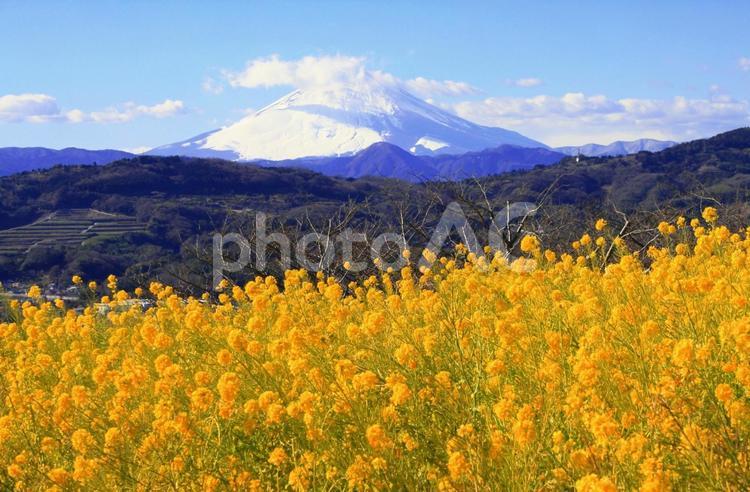 菜の花と富士山２ 菜の花,富士山,青空の写真素材