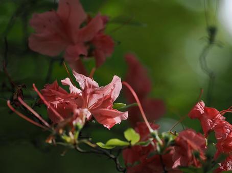 Azalea flowers, JPG Azalea flowers, JPG