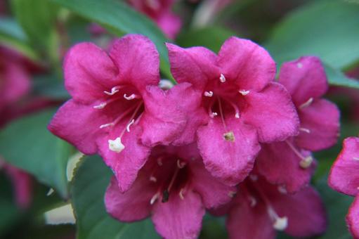 Photo, weigela, flowers and trees, brilliant, 