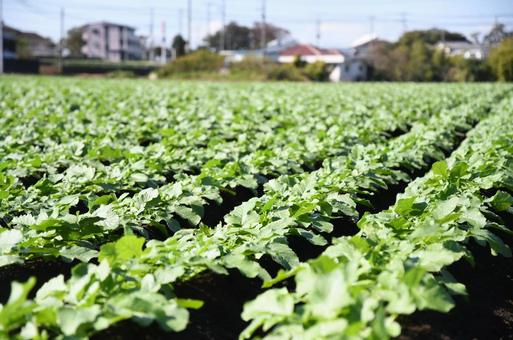 畑 畑 畑,野菜,青空の写真素材