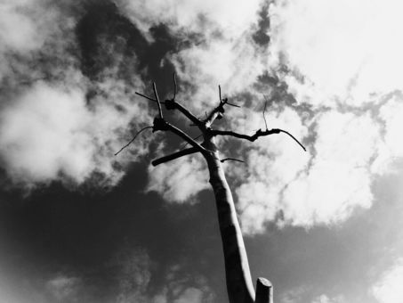 白黒写真① 白黒写真① 空,木,風景の写真素材