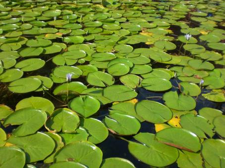 Water Lily, JPG