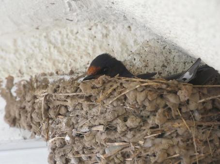ツバメ_14 ツバメ_14 ツバメ,野鳥,燕の巣の写真素材