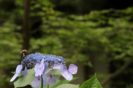 A bee collecting nectar from hydrangeas, JPG A bee collecting nectar from hydrangeas, JPG