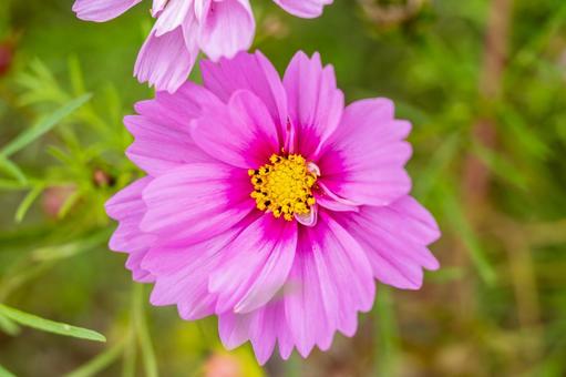 コスモス(52) コスモス(52) 花,コスモス,アキザクラの写真素材