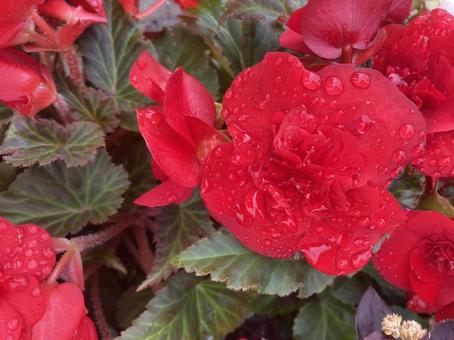Photo, begonia, fortune begonia, flower, 