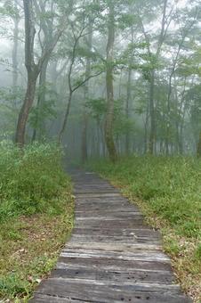 霧に包まれる森の木道 木道,散策路,遊歩道の写真素材