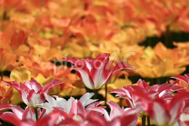 色とりどりに咲き誇る赤白黄色 チューリップ,花,ユリ科の植物の写真素材