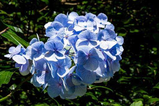 Hydrangeas bathed in the summer sunshine, JPG Hydrangeas bathed in the summer sunshine, JPG