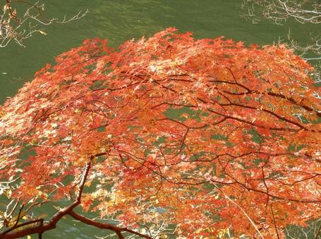 【紅葉写真】美しい紅葉風景 【紅葉写真】美しい紅葉風景の写真